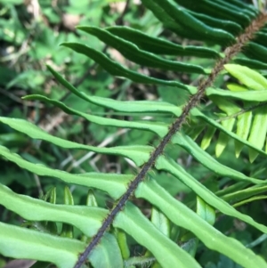 Pellaea falcata at Bungonia, NSW - suppressed