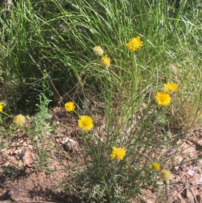 Calotis lappulacea (Yellow Burr Daisy) at Bungonia, NSW - 31 Oct 2021 by NedJohnston