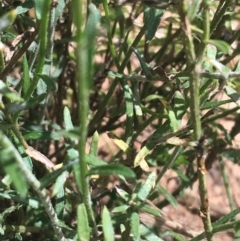 Calotis lappulacea at Bungonia, NSW - 31 Oct 2021