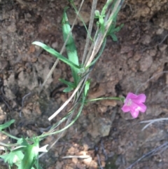 Convolvulus angustissimus subsp. angustissimus (Australian Bindweed) at Goulburn Mulwaree Council - 31 Oct 2021 by NedJohnston