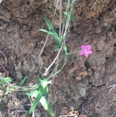 Convolvulus angustissimus subsp. angustissimus at Bungonia, NSW - 31 Oct 2021