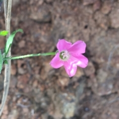 Convolvulus angustissimus subsp. angustissimus at Bungonia, NSW - 31 Oct 2021