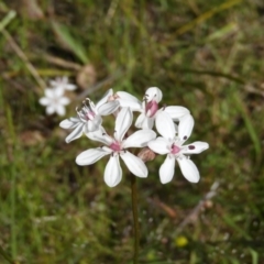 Burchardia umbellata (Milkmaids) at Kambah, ACT - 30 Oct 2021 by MatthewFrawley