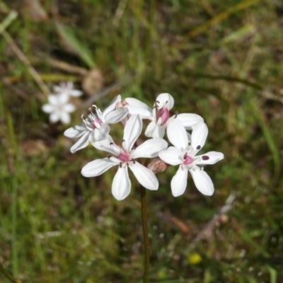 Burchardia umbellata (Milkmaids) at Mount Taylor - 30 Oct 2021 by MatthewFrawley