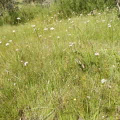 Burchardia umbellata at Kambah, ACT - 30 Oct 2021 03:48 PM