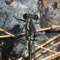 Austroargiolestes icteromelas (Common Flatwing) at Bungonia, NSW - 31 Oct 2021 by NedJohnston