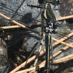 Austroargiolestes icteromelas at Bungonia, NSW - 31 Oct 2021 11:42 AM