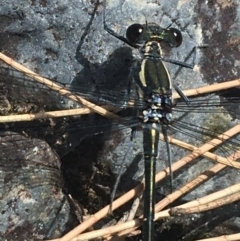 Austroargiolestes icteromelas at Bungonia, NSW - 31 Oct 2021 11:42 AM