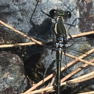 Austroargiolestes icteromelas at Bungonia, NSW - 31 Oct 2021