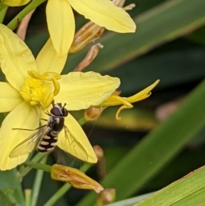 Simosyrphus grandicornis at Watson, ACT - 1 Nov 2021