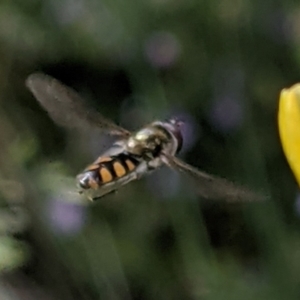 Simosyrphus grandicornis at Watson, ACT - 1 Nov 2021