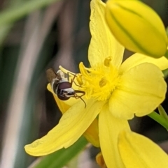 Simosyrphus grandicornis at Watson, ACT - 1 Nov 2021