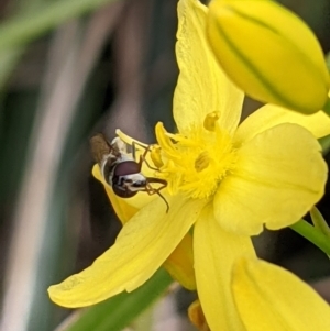 Simosyrphus grandicornis at Watson, ACT - 1 Nov 2021 10:06 AM