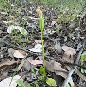 Pterostylis sp. at Jerrabomberra, NSW - 31 Oct 2021