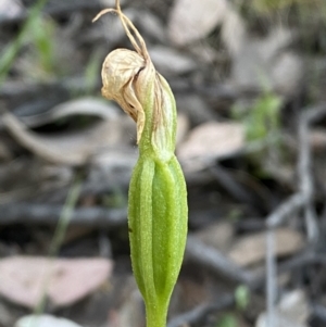 Pterostylis sp. at Jerrabomberra, NSW - 31 Oct 2021