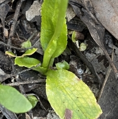 Pterostylis sp. at Jerrabomberra, NSW - 31 Oct 2021