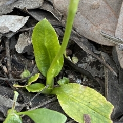 Pterostylis sp. at Jerrabomberra, NSW - 31 Oct 2021