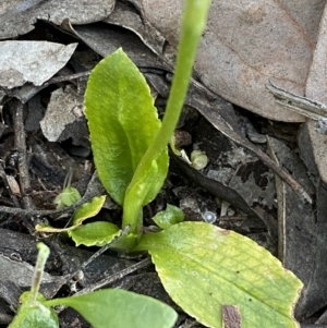 Pterostylis sp. at Jerrabomberra, NSW - 31 Oct 2021