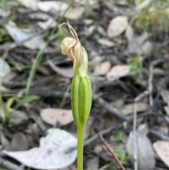 Pterostylis sp. at Jerrabomberra, NSW - 31 Oct 2021