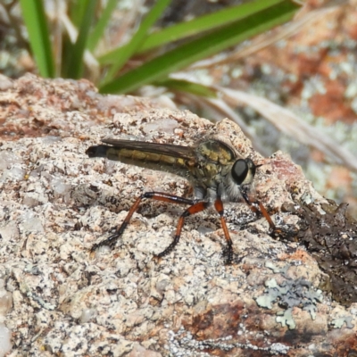 Asiola fasciata (A robber fly) at Kambah, ACT - 30 Oct 2021 by MatthewFrawley