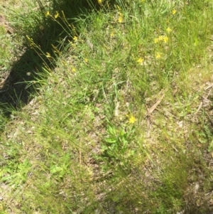 Bulbine bulbosa at Aranda, ACT - 27 Oct 2021