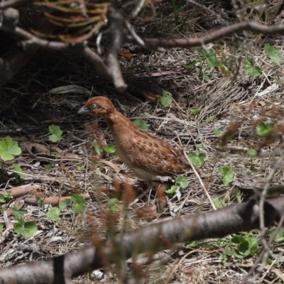 Turnix velox (Little Buttonquail) at ANBG - 31 Oct 2021 by TimL