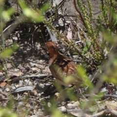 Turnix velox at Acton, ACT - 31 Oct 2021