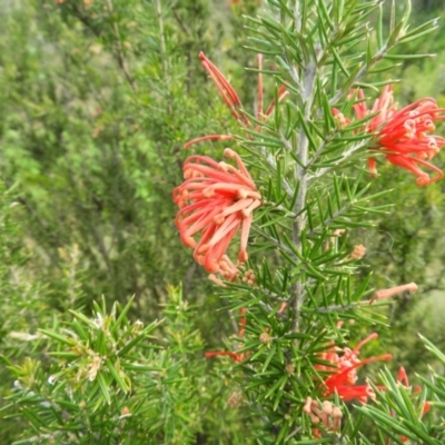 Grevillea juniperina subsp. fortis (Grevillea) at Pine Island to Point Hut - 30 Oct 2021 by MatthewFrawley