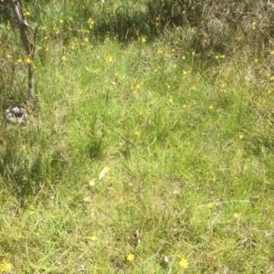 Bulbine bulbosa at Bruce, ACT - 27 Oct 2021