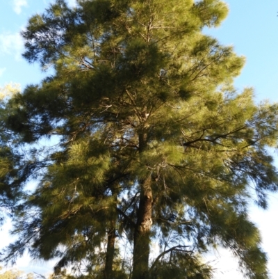 Casuarina cunninghamiana subsp. cunninghamiana (River She-Oak, River Oak) at Greenway, ACT - 30 Oct 2021 by MatthewFrawley