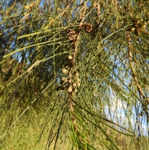 Casuarina cunninghamiana subsp. cunninghamiana at Greenway, ACT - 30 Oct 2021 06:53 PM