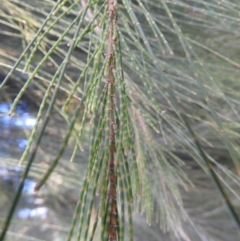 Casuarina cunninghamiana subsp. cunninghamiana at Greenway, ACT - 30 Oct 2021