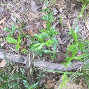 Ranunculus sp. at Belconnen, ACT - 24 Oct 2021