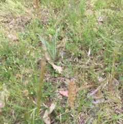 Plantago varia (Native Plaintain) at Bruce, ACT - 19 Oct 2021 by JohnGiacon