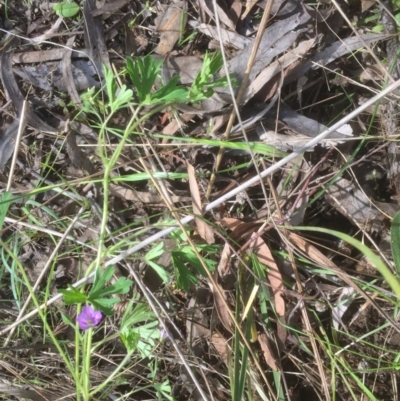 Geranium solanderi (Native Geranium) at Bruce, ACT - 19 Oct 2021 by jgiacon