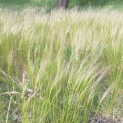 Austrostipa scabra subsp. falcata (Rough Spear-grass) at Belconnen, ACT - 18 Oct 2021 by JohnGiacon