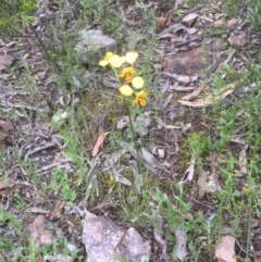 Diuris nigromontana (Black Mountain Leopard Orchid) at Bruce, ACT - 18 Oct 2021 by jgiacon