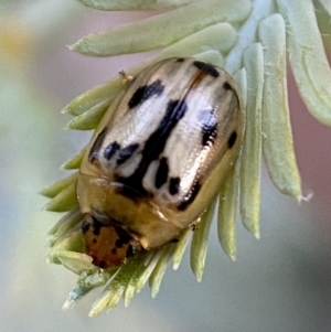 Peltoschema hamadryas at Jerrabomberra, NSW - 31 Oct 2021