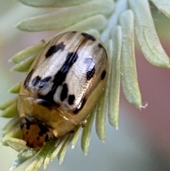 Peltoschema hamadryas at Jerrabomberra, NSW - 31 Oct 2021