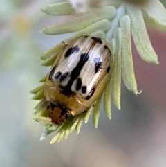 Peltoschema hamadryas at Jerrabomberra, NSW - 31 Oct 2021