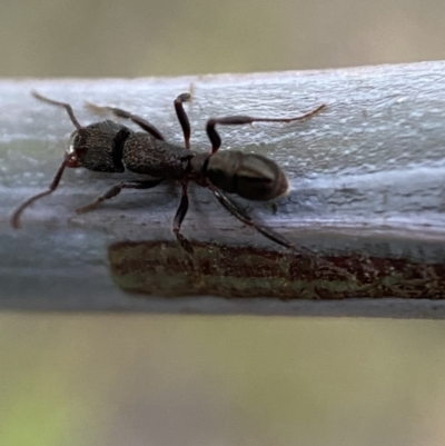 Rhytidoponera tasmaniensis at Jerrabomberra, NSW - 31 Oct 2021 by Steve_Bok