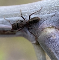 Rhytidoponera tasmaniensis at Jerrabomberra, NSW - 31 Oct 2021