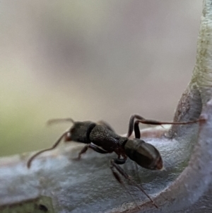 Rhytidoponera tasmaniensis at Jerrabomberra, NSW - 31 Oct 2021