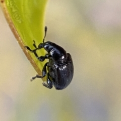 Euops sp. (genus) (A leaf-rolling weevil) at Jerrabomberra, NSW - 31 Oct 2021 by Steve_Bok