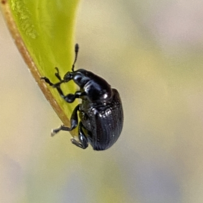 Euops sp. (genus) (A leaf-rolling weevil) at Jerrabomberra, NSW - 31 Oct 2021 by SteveBorkowskis