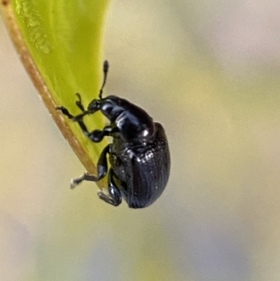 Euops sp. (genus) (A leaf-rolling weevil) at Jerrabomberra, NSW - 31 Oct 2021 by Steve_Bok