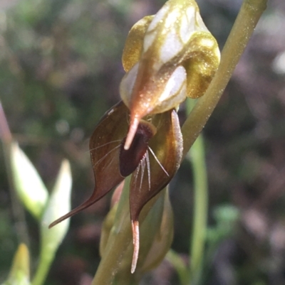 Oligochaetochilus calceolus (Bungonia Rustyhood) at Bungonia, NSW - 31 Oct 2021 by NedJohnston