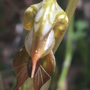 Oligochaetochilus calceolus at Bungonia, NSW - suppressed