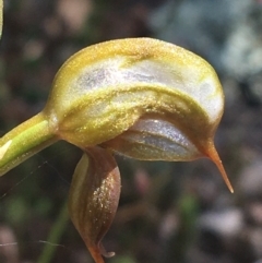 Oligochaetochilus calceolus at Bungonia, NSW - suppressed