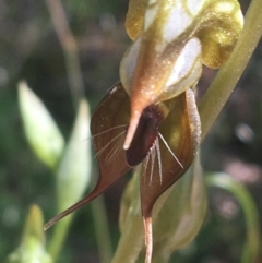 Oligochaetochilus calceolus at Bungonia, NSW - 31 Oct 2021